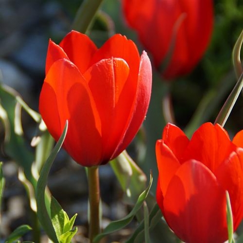 Tulipa wilsoniana - Wild-Tulpe